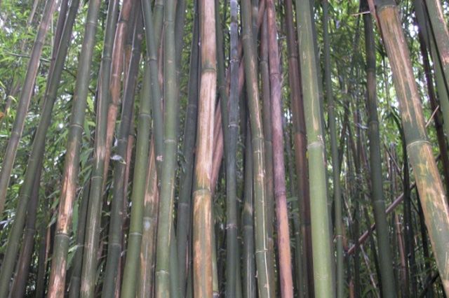 Sometimes you can't see the forest for the bamboo.